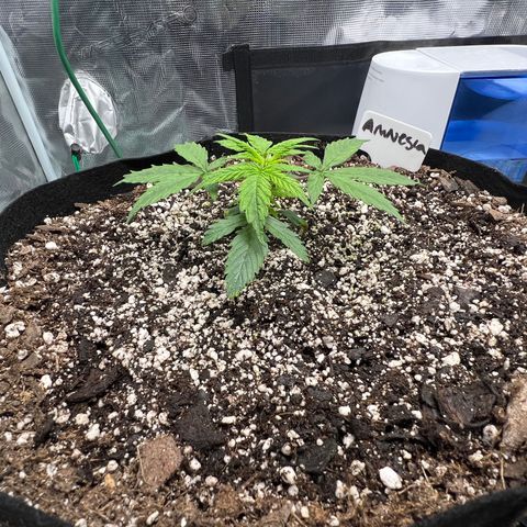 Amnesia Haze growlog timeline photo