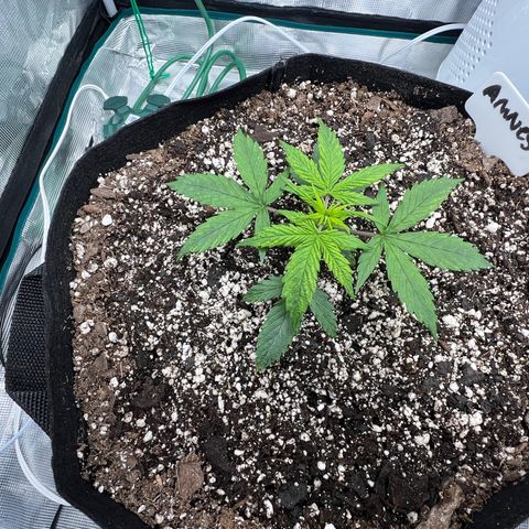 Amnesia Haze growlog timeline photo