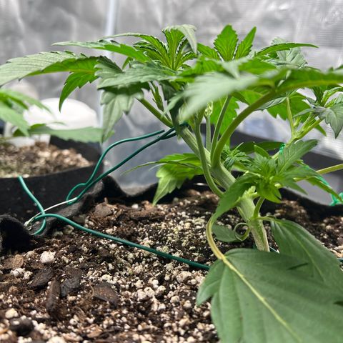 Queens Banner growlog timeline photo