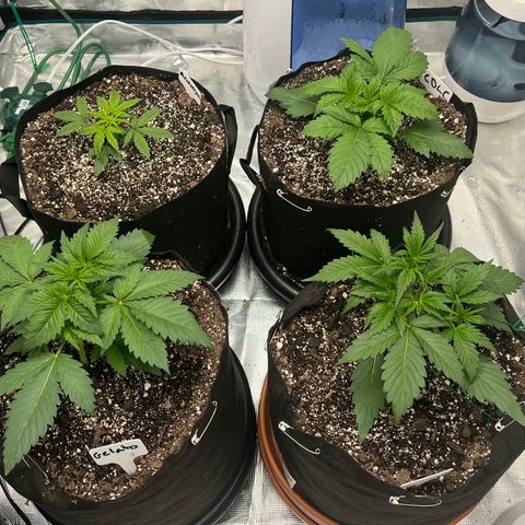 Queens Banner growlog timeline photo