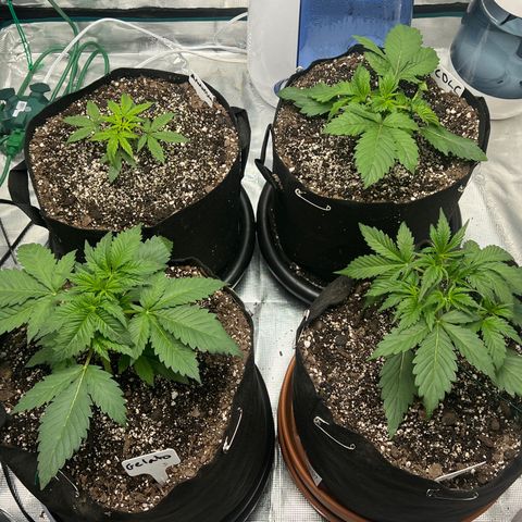 Amnesia Haze growlog timeline photo