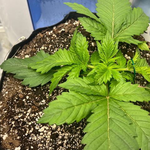 Mesphito - CDLC growlog timeline photo