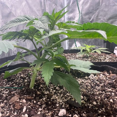 Gelato growlog timeline photo