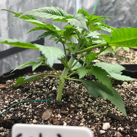 Gelato growlog timeline photo