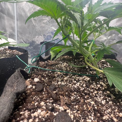 Queens Banner growlog timeline photo
