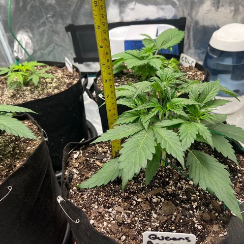 Queens Banner growlog timeline photo