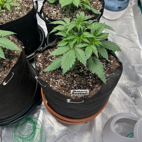 Queens Banner growlog timeline photo