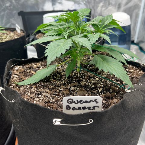 Queens Banner growlog timeline photo