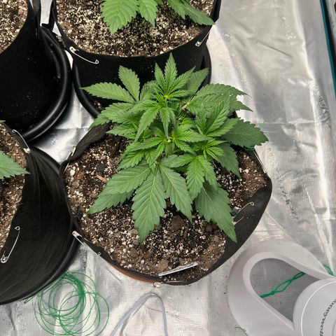 Queens Banner growlog timeline photo