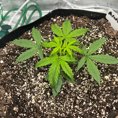 Amnesia Haze growlog timeline photo