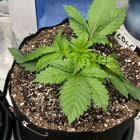 Mesphito - CDLC growlog timeline photo