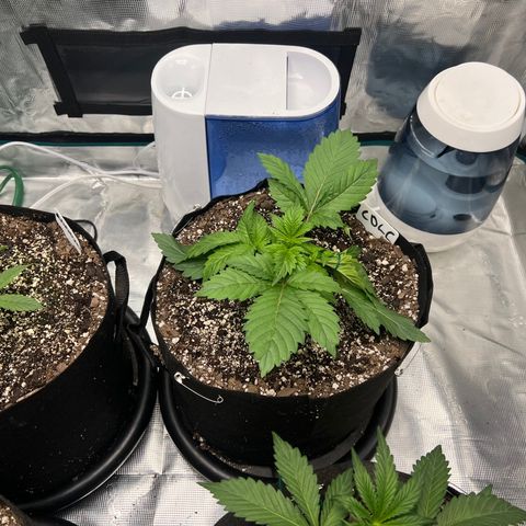 Mesphito - CDLC growlog timeline photo