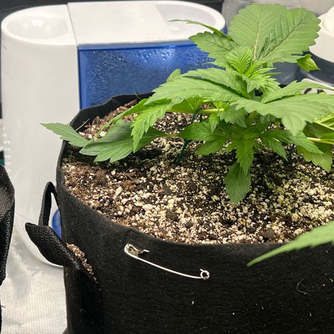 Mesphito - CDLC growlog timeline photo