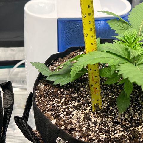 Mesphito - CDLC growlog timeline photo