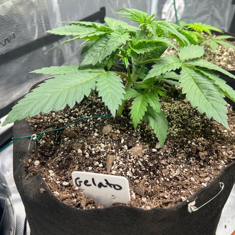 Gelato growlog timeline photo