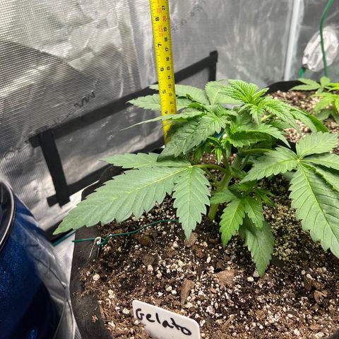 Gelato growlog timeline photo