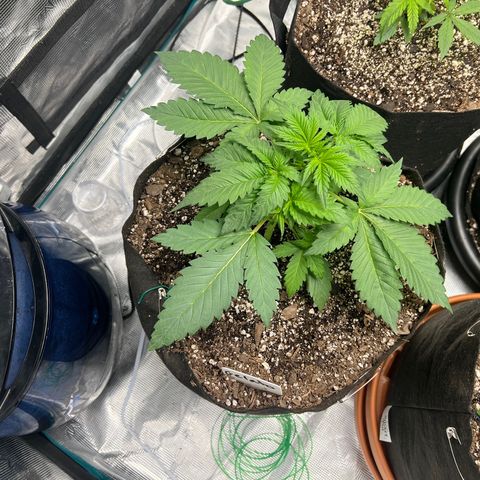 Gelato growlog timeline photo