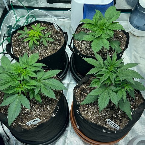 Mesphito - CDLC growlog photo: Am before training and feeding