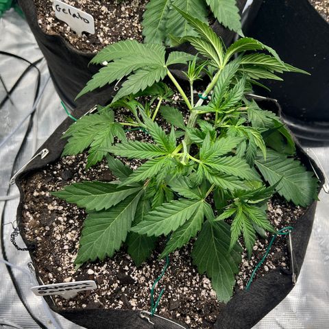 Queens Banner growlog timeline photo