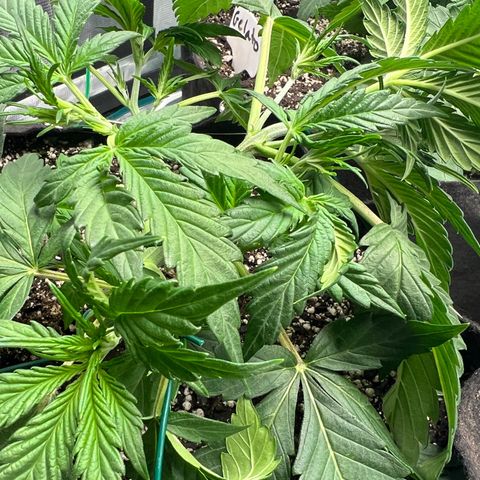Queens Banner growlog timeline photo