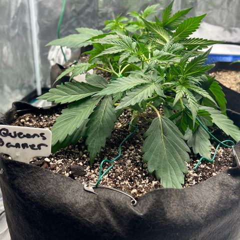 Queens Banner growlog timeline photo