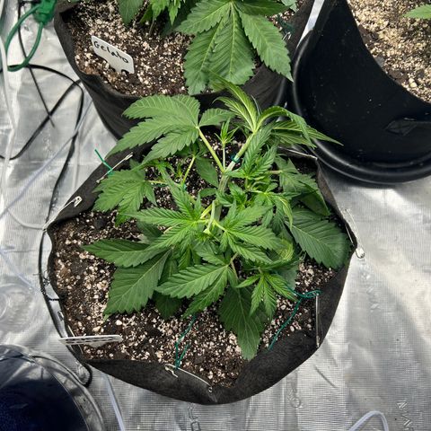 Queens Banner growlog timeline photo
