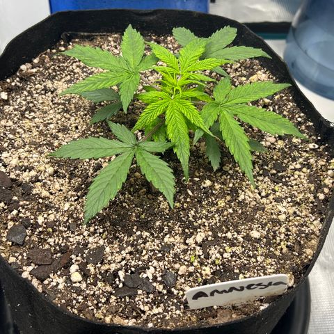 Amnesia Haze growlog timeline photo