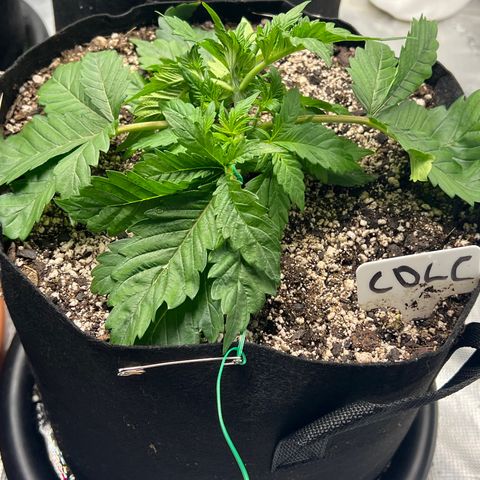 Mesphito - CDLC growlog timeline photo