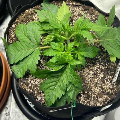 Mesphito - CDLC growlog timeline photo