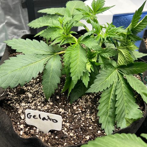 Gelato growlog timeline photo