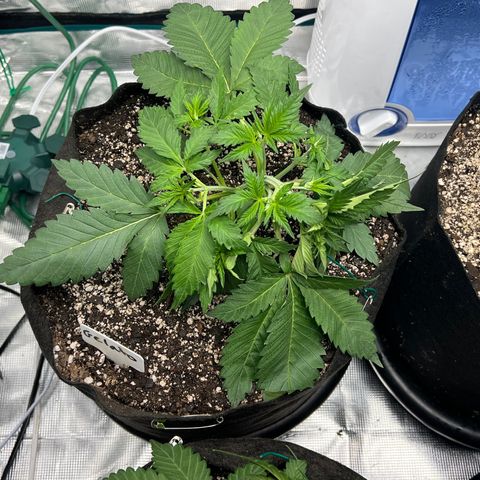 Gelato growlog timeline photo