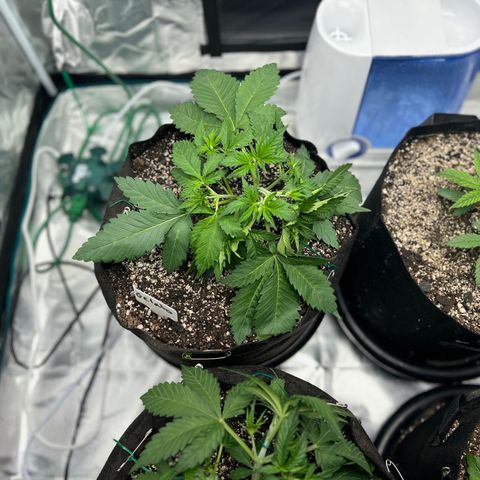 Gelato growlog timeline photo