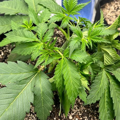 Gelato growlog timeline photo