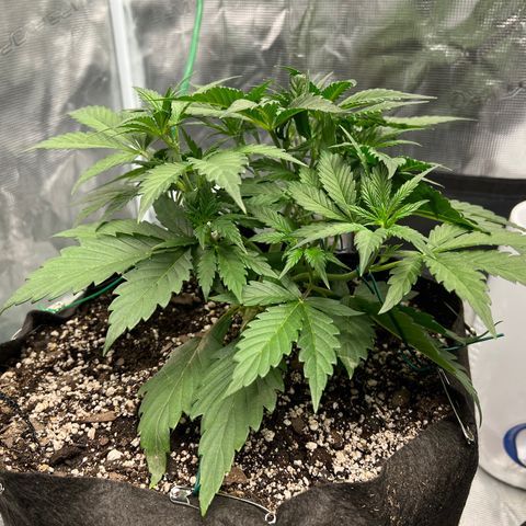 Queens Banner growlog timeline photo
