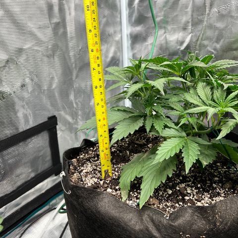Queens Banner growlog timeline photo