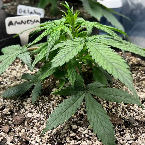 Amnesia Haze growlog timeline photo