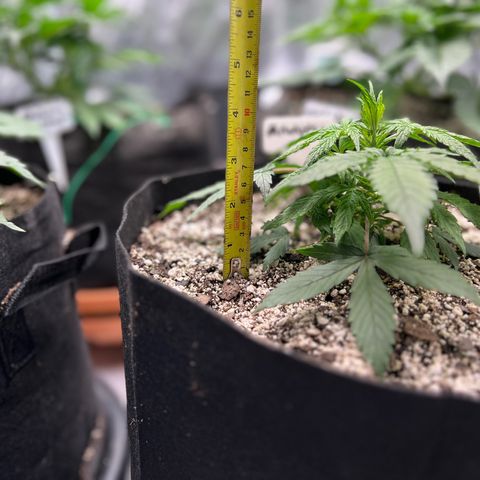Amnesia Haze growlog timeline photo