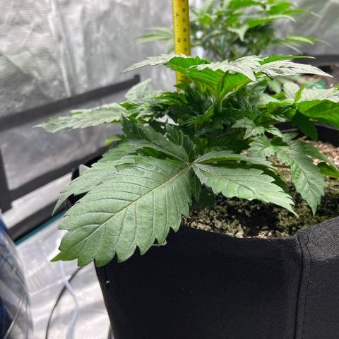 Mesphito - CDLC growlog timeline photo