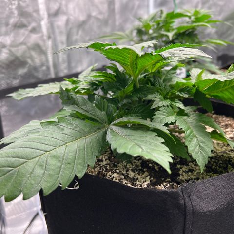 Mesphito - CDLC growlog timeline photo