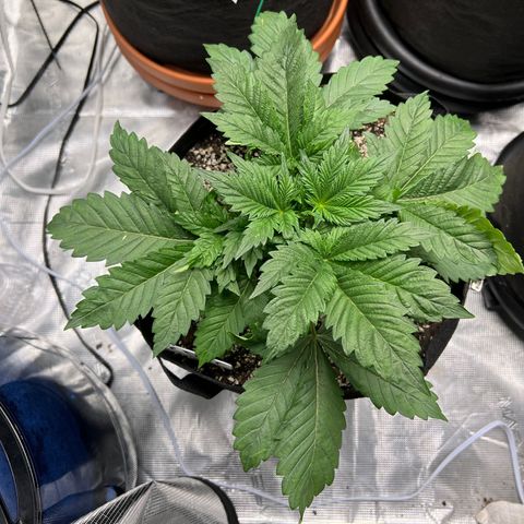 Mesphito - CDLC growlog timeline photo
