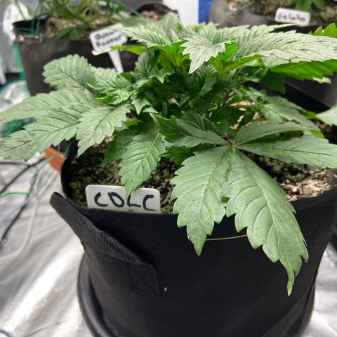Mesphito - CDLC growlog timeline photo
