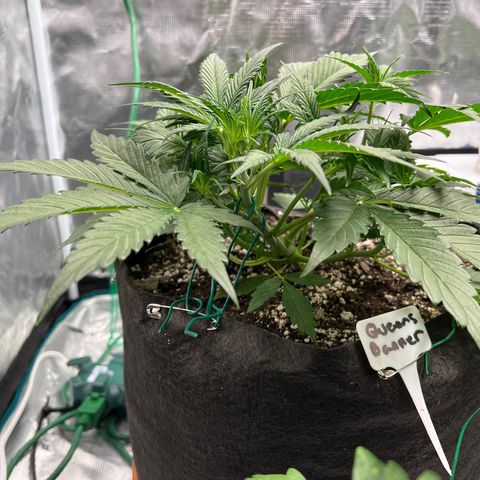 Queens Banner growlog timeline photo