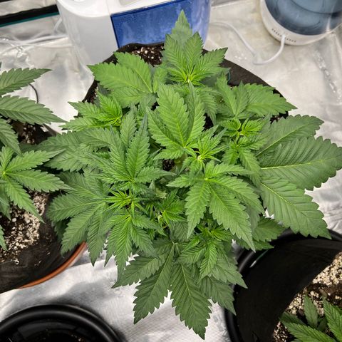 Gelato growlog timeline photo