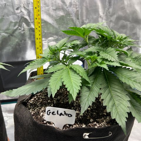 Gelato growlog timeline photo