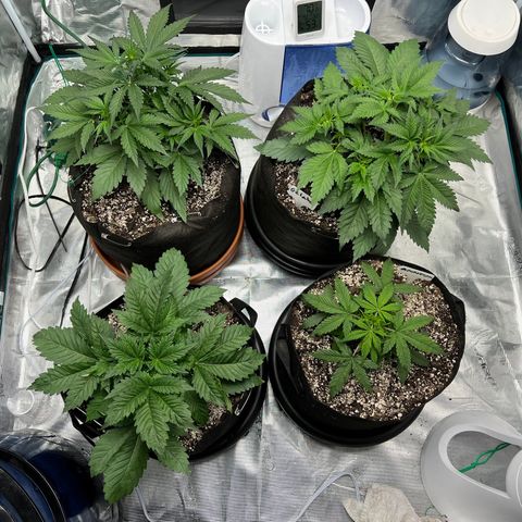 Queens Banner growlog timeline photo