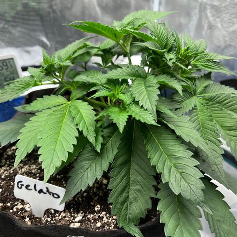 Gelato growlog timeline photo