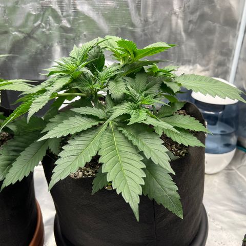 Gelato growlog timeline photo
