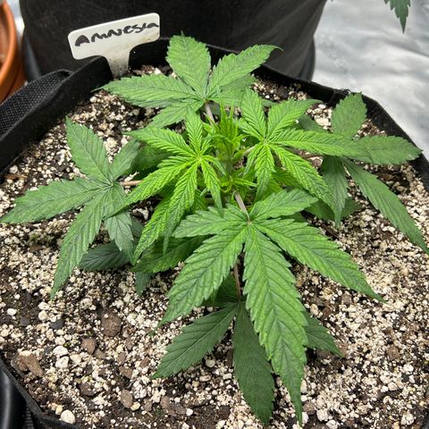 Amnesia Haze growlog timeline photo
