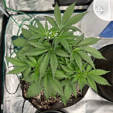 Queens Banner growlog timeline photo