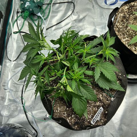 Queens Banner growlog timeline photo